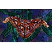 Atlas Moth at Rest