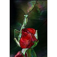 Praying Mantis on a Red Rose