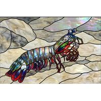 Iridescent Mantis Shrimp