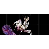 Orchid Mantis in Luminous Pearlescent