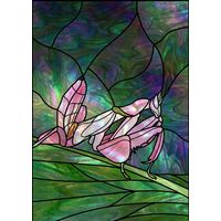 Orchid Mantis in Luminous Tones