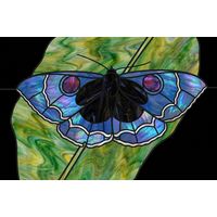 Iridescent Butterfly on Green Leaf