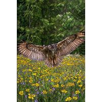 Great Horned Owl in Flight over Wildflowers