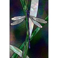 Dragonfly Resting on Reeds