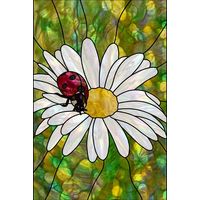 Ladybug on a Daisy