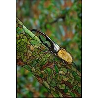 Hercules Beetle on Mossy Branch