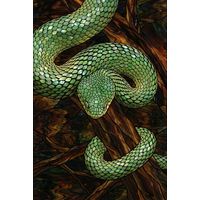 Green Tree Viper in the Canopy