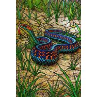 Vibrant Serpent in Tall Grass