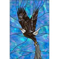 American Bald Eagle Soaring