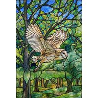 Barn Owl in Flight